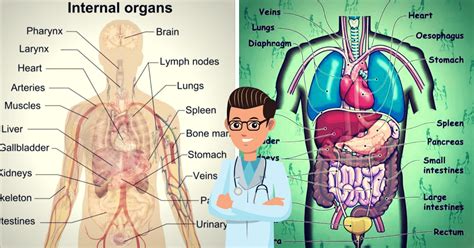 English Vocabulary Internal Organs Of The Human Body Human Body