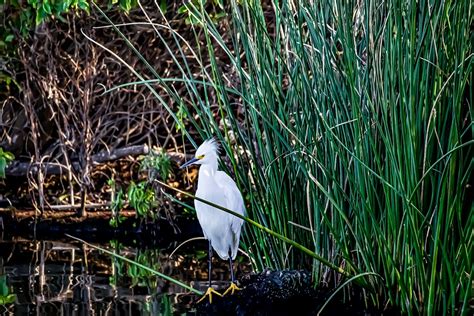 Heron Marsh Bird White Free Photo On Pixabay Pixabay