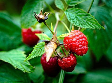 How To Grow Raspberries In A Greenhouse