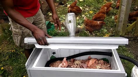 Maggots Farming BSF Recycle Materials To Feed Chickens YouTube