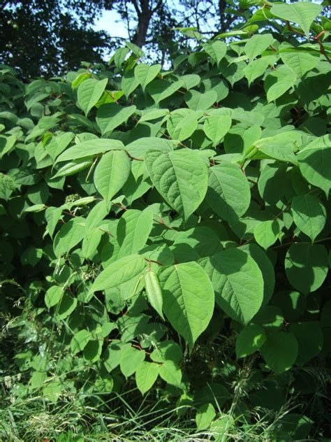 It is resistant to box blight (similar to euonymus jean hugues, another box lookalike), it is not prone to leaf scorch when. Invasive Species Surveys - Lee Ecology