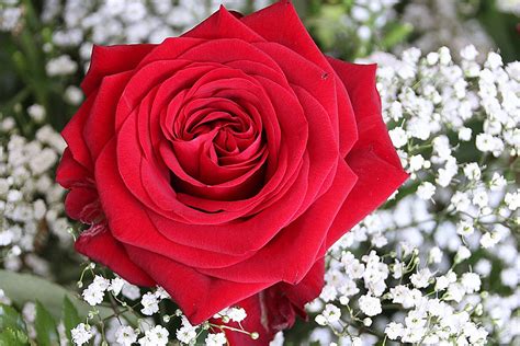 Rosa Fiore Di Rossa Foto Gratis Su Pixabay