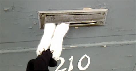 Funny Cat Steals Mail Takes Glove From Mailman