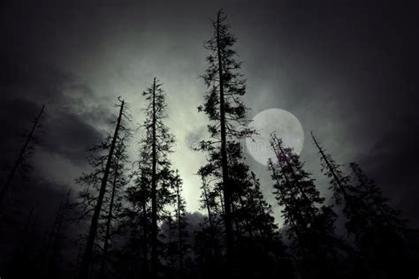 Spooky Forest Stock Photo Image Of Black Scary Wilderness 60454412