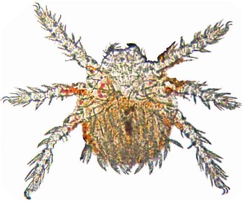 ッ ヅ ツ ゾ シ ジ ｯ ﾂ ｼ. 秋田県で確認されたツツガムシ、致死率は20～30％!川辺には ...