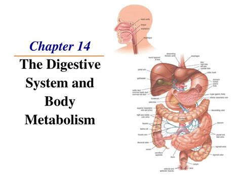 Ppt Chapter 14 The Digestive System And Body Metabolism Powerpoint Presentation Id 797228