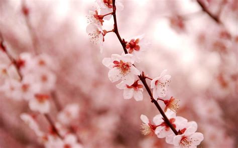 Cherry Blossoms Anime Art