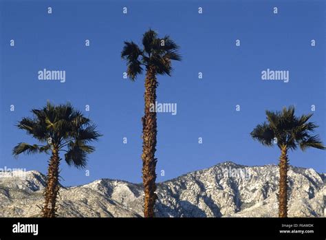 Palm Trees And Sunny Sky With Snow Covered Mountains In The Palm Desert