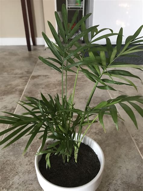 Ensuring you get this aspect of care right will prevent the majority of issues. Parlor Palm | House plants, Plants, Palm
