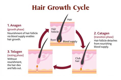 The armpit hair growth stages are also three. The life cycle of your hair-Hair changes at different stages