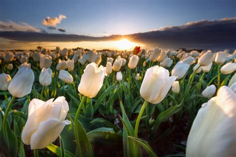 Download White Flower Nature Flower Sunset Tulip Hd Wallpaper