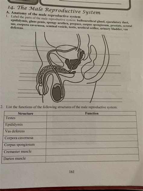 32 Label The Male Reproductive System Worksheet Labels For Your Ideas