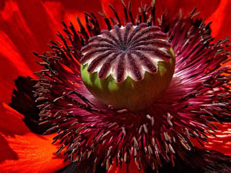 Free Images Blossom Flower Petal Bloom Flora Close Up Red Poppy