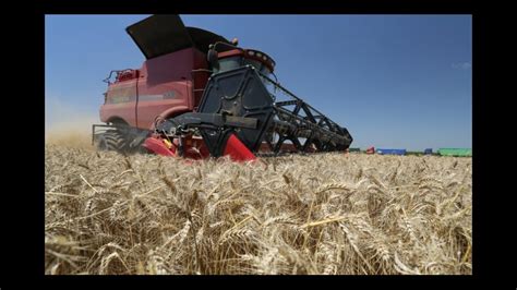 Russia Grain Harvest To Dip Farm Loans Dry Up Financial Tribune