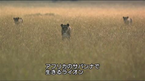 狩り失敗！イノシシの親子に逃げられたライオンの群れ【ナショジオ】 ナショナル ジオグラフィック yahoo japan