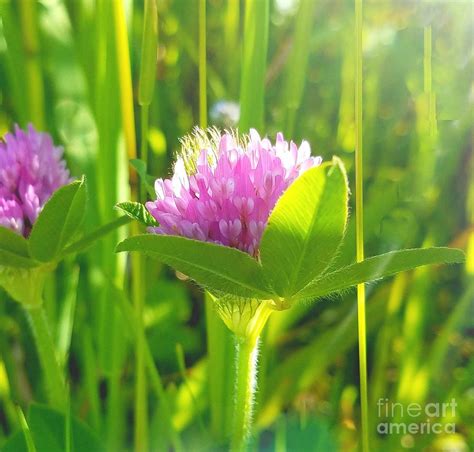 Wild Edible Plant Red Clover Photograph By Jane Powell