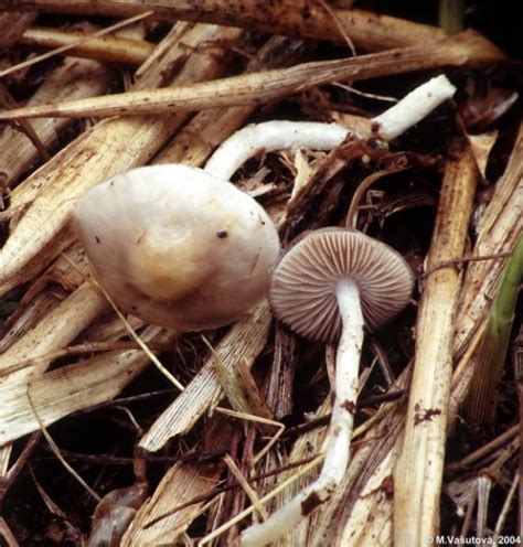 Stropharia