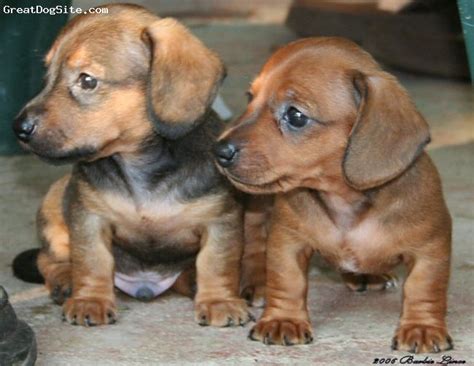 This is when your pup will have his fourth and final combination injection. Dachshund | Daschund puppies, Puppies, Dachshund puppies