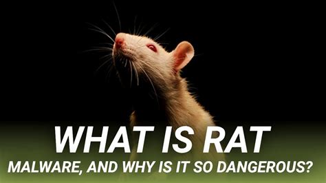 What Is Rat Malware And Why Is It So Dangerous Youtube