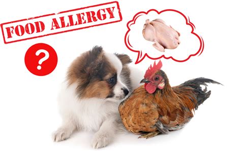 Dog Allergic To Chicken What To Look For And How To Treat