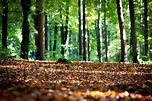 The Forest Floor - SweetPeet |Best Mulch On Earth