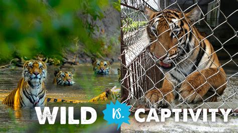 Wild Vs Captivity Stop Visiting Animal Attractions With