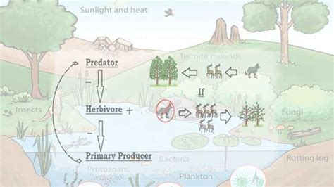 What Is A Trophic Cascade Evaluating Trophic Cascades As Drivers Of