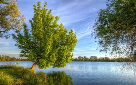Online Crop Green Trees Near Body Of Water Painting Nature
