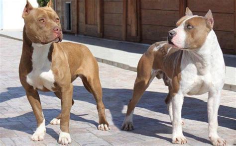 57 Pitbull Full Grown Weight Background My Dog Pitbull