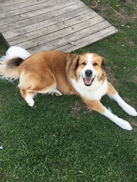 Great Pyrenees Bernese Mountain Dog Mix Puppies Great Bernese Puppy