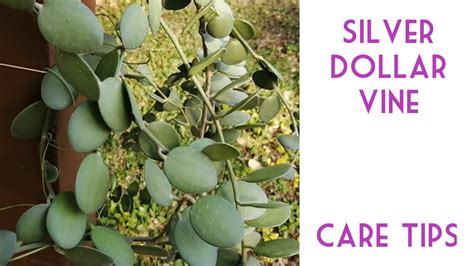 Xerosicyos danguyi plant care and propagation. Silver Dollar Vine (Xerosicyos danguyi) Care Tips - YouTube