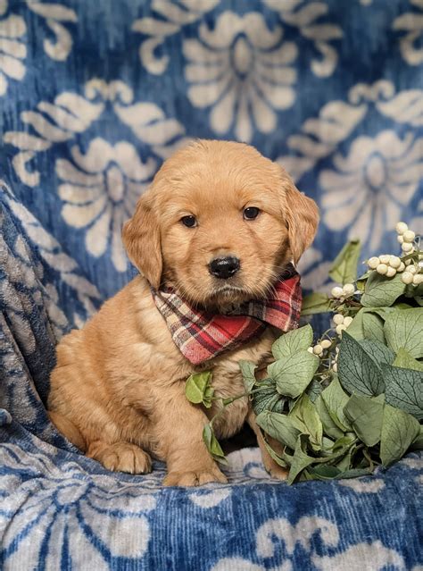 Donovan - Golden Retriever Puppy for Sale in Lancaster, PA | Lancaster