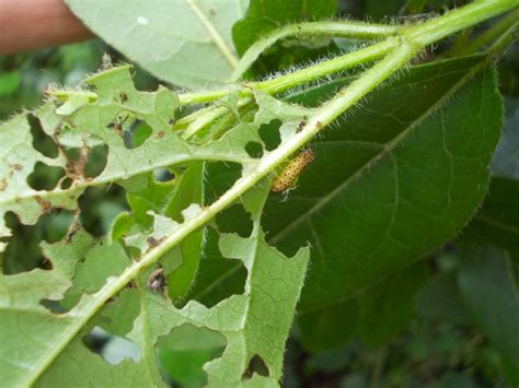 Laburnun Leaf Beetle Obsessedbynature