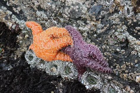 Are Starfish Keystone Species Explained Bubbly Diver