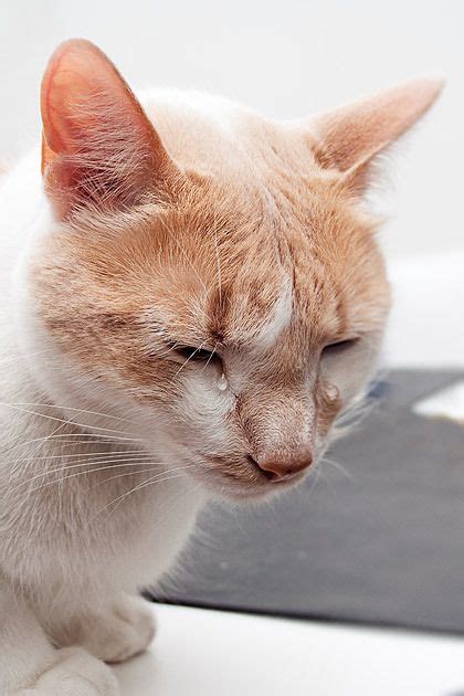 Cuando Un Gato Llora Con Lágrimas Reales Mascotas Cat Health Cats