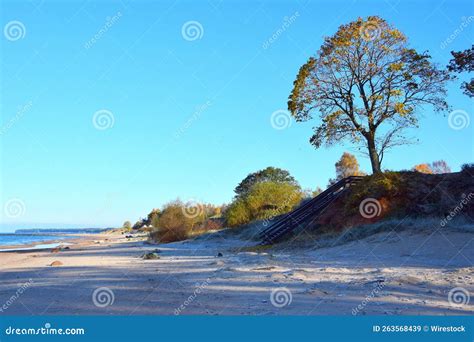 Closeup Of Dry Grass On A Sandy Beach At Seaside Stock Image Image Of