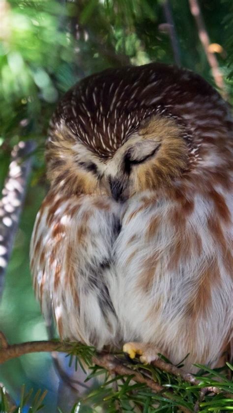 Sleepy Owl Owl Blessings And Mice