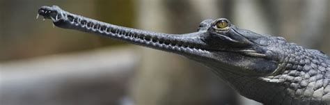 Gharial Crocodile Facts And Information