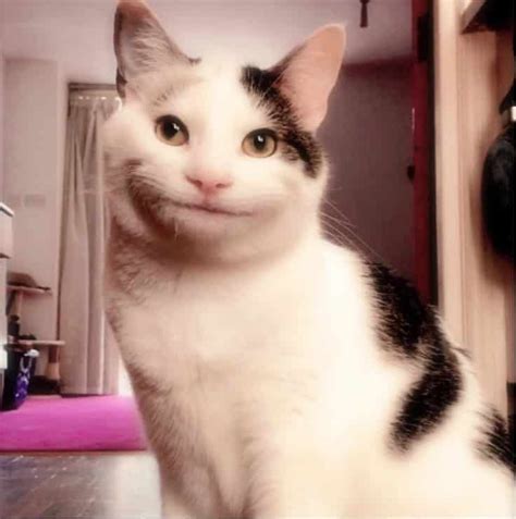 Hey Internet Meet Ollie The Overly Polite Cat
