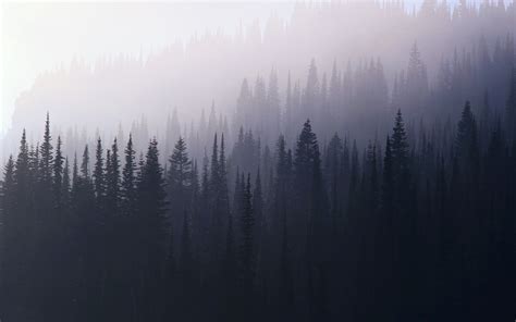 Real Misty Forest Wallpapers 4k Hd Real Misty Forest Backgrounds On
