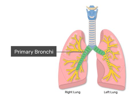 Bronchioles Diagram