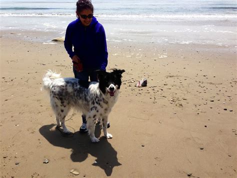 My Border Collieenglish Setter Mix Named Buddy And Me At Hendrys