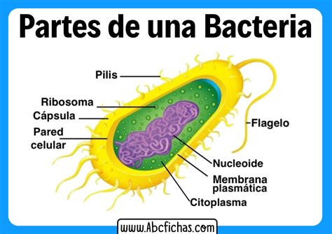 Partes De La Bacteria Abc Fichas