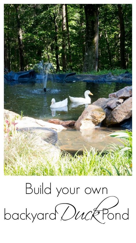 But im wondering do you put a pump and filter in your pond to keep it clean? How to create a duck pond that every duck will love ...