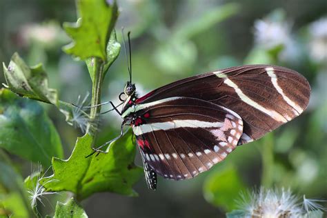 Zebra Longwing Butterfly Photograph By Rudy Umans
