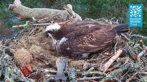 Nc0 Lays Her Second Egg Of The Season Loch Of The Lowes Osprey Webcam 2022 Youtube