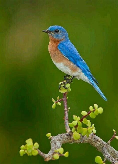 Eastern Blue Bird Sialia Sialis Male Beautiful Birds Birds Blue Bird
