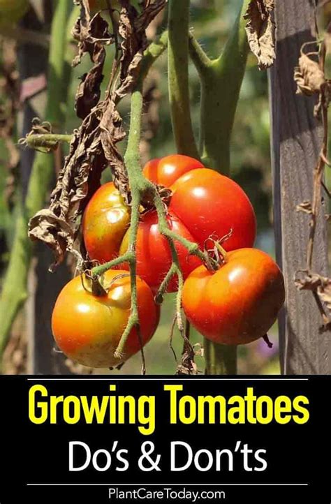 Tomato Plant Care Growing Tips Dos And Donts Tomato Plant Care