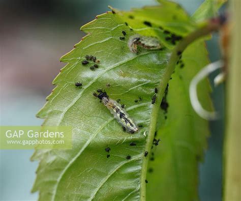 Hoverfly Larvae Eati Stock Photo By Dave Bevan Image 0257126