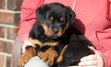 We are now accepting deposits. Rottweiler Puppies For Sale | Upper Falls, NY #262967
